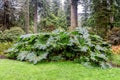 Large leaves of Gunnera Manicata in Benmore Botanic Garden, Scotland