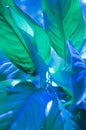 Large leaves of Spathiphyllum or Peace lily Royalty Free Stock Photo