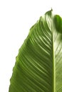 Large leaves of Spathiphyllum or Peace lily, Fresh green foliage isolated on white background Royalty Free Stock Photo