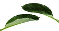 Large leaves of Spathiphyllum or Peace lily, Fresh green foliage isolated on white background Royalty Free Stock Photo