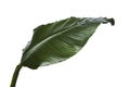 Large leaves of Spathiphyllum, Peace lily, Tropical foliage isolated on white background, with clipping path Royalty Free Stock Photo