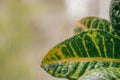 Large leaves of a tropical flower of CodiÃÂ°um on a blurred background. Natural texture of a plant with water drops. Royalty Free Stock Photo