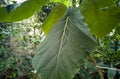 Large leaves of a tropical plant in the background of other green plants in the greenhouse Royalty Free Stock Photo