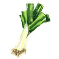 Large leeks, King Richard Leek, ripe organic vegetable, close-up, vegetarian food, package design element, isolated Royalty Free Stock Photo