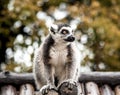 A large lemur sits on the roof of the house. Royalty Free Stock Photo