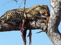 Large Leopard on a grey dried out tree branch eating its prey`s neck Royalty Free Stock Photo