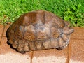 Large Leopard Tortoise resting on Brick Pavers near Green Grass