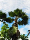 Large Licuala Grandis Ruffled Fan Palm trees with blue sky in tropical Suriname South-America