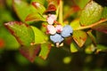 Large light blue berries blueberry garden, growing a bunch and hidden green foliage on the branches of a bush. Royalty Free Stock Photo