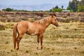 Large light brown horse resting in field Royalty Free Stock Photo