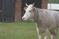 A large light dairy cow. the concept of farming, dairy production