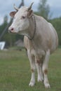 A large light dairy cow. the concept of farming, dairy production