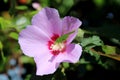 Large light green grasshopper on top of Hibiscus syriacus or Rose of Sharon deciduous shrub plant open violet and dark red flower Royalty Free Stock Photo