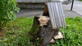 Large light honey mushrooms grow on a stump with a roof, grass grows all around on a bright autumn day.