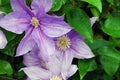 Large light purple clematis flowers in rein water drops