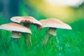 Large light yellow mushrooms in a meadow