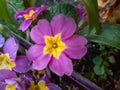 Large Lilac Primrose Flower in the Garden