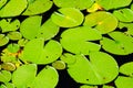Large lilly pads on a lake Royalty Free Stock Photo