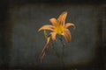 large lily flower on a dark background in the garden on a summer day