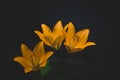 large lily flower on a dark background in the garden on a summer day