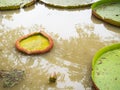 Large lily pads floating on water. Royalty Free Stock Photo