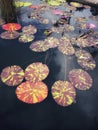 Large lily pads in pond in park Royalty Free Stock Photo