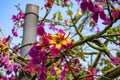 Large lily-shaped yellow-purple flowers of silk floss tree close-up. Branches of a flowering plant with bright inflorescences and Royalty Free Stock Photo