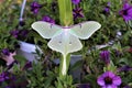 Actias luna, the Luna Moth Royalty Free Stock Photo