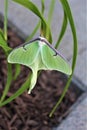 Actias luna, the Luna Moth Royalty Free Stock Photo