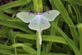 Actias luna, the Luna Moth Royalty Free Stock Photo