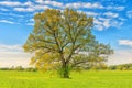 A large lime tree on green meadow on sunny bright summer day