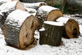 Large linden stumps covered with snow in the forest