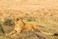 A large lioness lies on the grass. Masai Mara, Africa Royalty Free Stock Photo