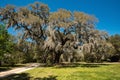 A large live oak covered in Spanish moss with a clear blue sky in the background.