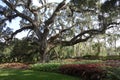 Large live oak in South Carolina public garden Royalty Free Stock Photo