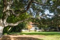 Large live oak tree in front of the student club house in the college campus