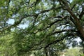 Branches of a large live oak tree in a park