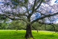 Large live oak tree Quercus agrifolia spreading its branches