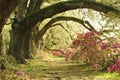 Large Live Oak Trees provide spade to colorful azalea plants at southern plantation in spring.