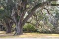 Large Live Oak In The Winter