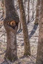 Strange tree with eyeball Royalty Free Stock Photo