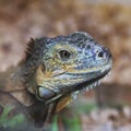 Large lizard close-up. Lacertilia Royalty Free Stock Photo