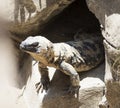 Large lizard comes out of his hole.