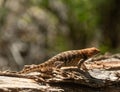 Large Lizard Crawls Across Trunk of Fallen Tree Royalty Free Stock Photo