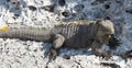 A large lizard, iguana island, Cuba