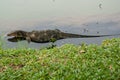 A large lizard. Iguana in the water. Royalty Free Stock Photo