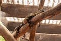 Large lizard resting on a branch in an aviary in Gan Guru kangaroo park in Kibutz Nir David in the north of Israel