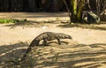 A large lizard on the sand under the sun`s rays Royalty Free Stock Photo