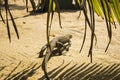A large lizard on the sand under the sun`s rays Royalty Free Stock Photo