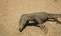 A large lizard on the sand under the sun`s rays Royalty Free Stock Photo